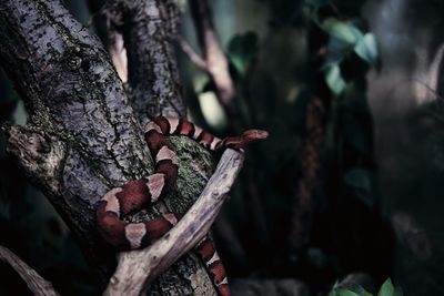 Close-up of snake on tree trunk