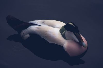 High angle view of swan swimming in water