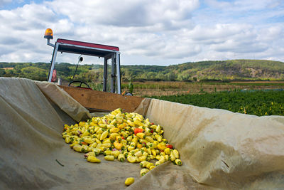 Fruits growing on field by road against sky