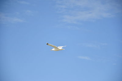 Low angle view of seagull flying in sky