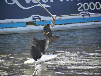 Cormorant over river