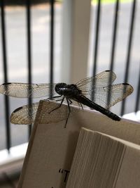 Close-up of dragonfly on table