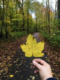 Person holding maple leaves on road