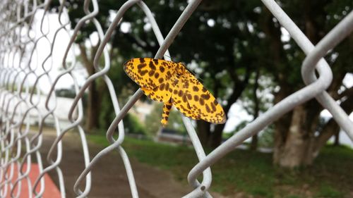 Close-up of butterfly perching on yellow flower