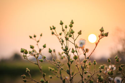 Close-up of flowering plants against sky during sunset