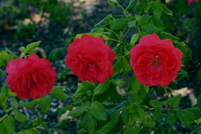 Close-up of red flowers blooming outdoors