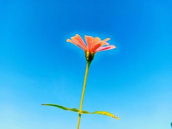 Close-up of plant against blue sky