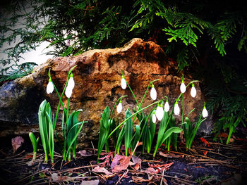 Plants growing on rocks