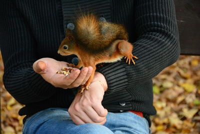 Close-up of hand holding squirrel