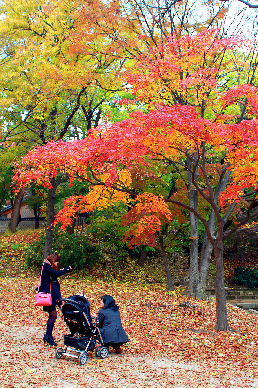 PEOPLE SITTING ON BENCH BY AUTUMN TREE