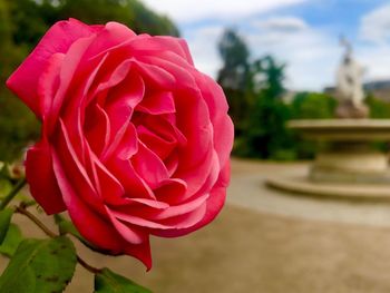 Close-up of pink rose blooming outdoors