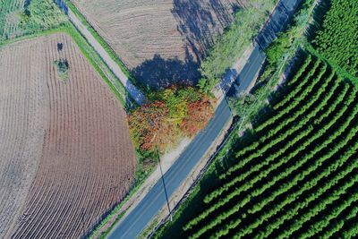 Aerial view of agricultural field