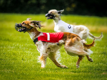 Two dogs running on grassy field