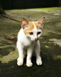 Portrait of cat sitting outdoors