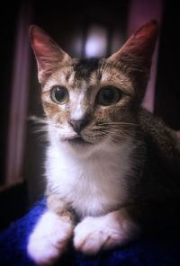 Close-up portrait of a cat at home