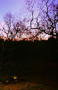 Bare trees against sky at sunset