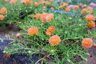 Close-up of fresh orange flowers in field