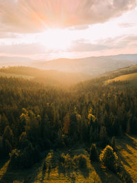 Magic sunset in landscape. spruce trees in the forest during morning sun.