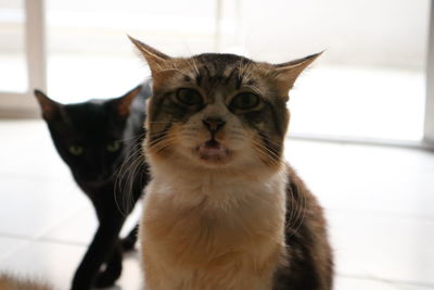 Close-up portrait of a cat