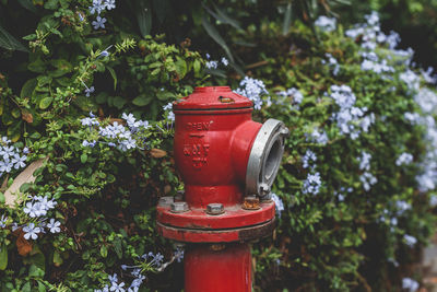 Red fire hydrant in yard