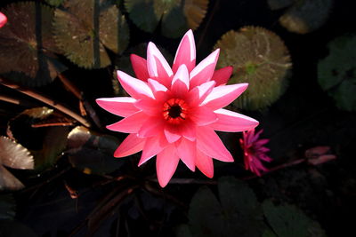 Close-up of pink lotus water lily