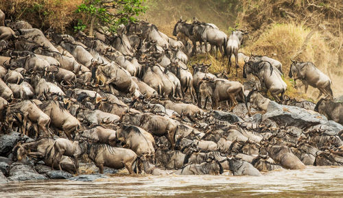 Close-up of wild animals