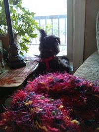 Close-up of white flowers