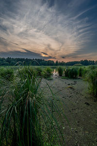 Scenic view of field against sky during sunset