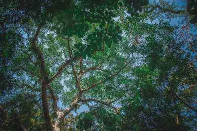 Low angle view of trees against sky