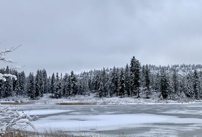 Trees on snow covered land against sky