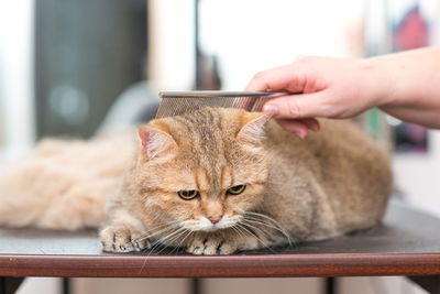 Close-up of hand holding cat