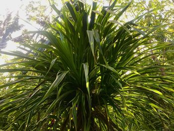 Close-up of fresh green plants