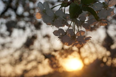 Close-up of flowers on tree