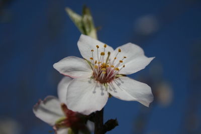 Close-up of white flower