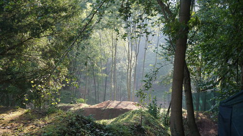 Trees growing in forest