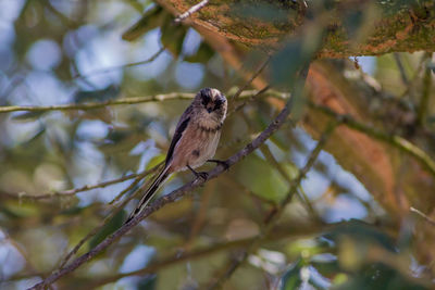 Low angle view of bird perching on branch