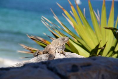 Close-up of lizard on rock