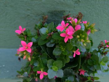 Close-up of pink flowering plants