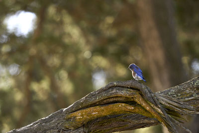 Close-up of bird perching on tree