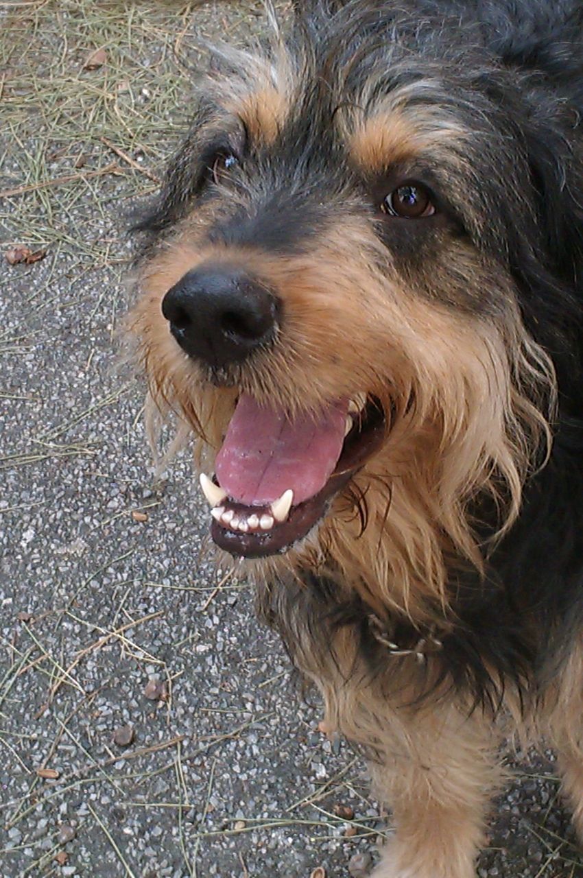 dog, pets, domestic animals, animal themes, mammal, one animal, high angle view, portrait, looking at camera, canine, street, mouth open, sticking out tongue, outdoors, pet collar, animal head, close-up, day, animal hair, animal tongue