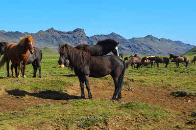 Horses in a field