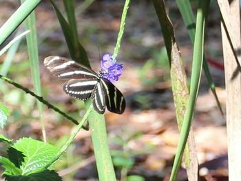 Close-up of butterfly on leaf