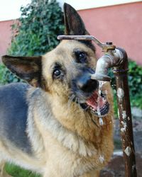 Portrait of german shepherd dog drinking water running from faucet