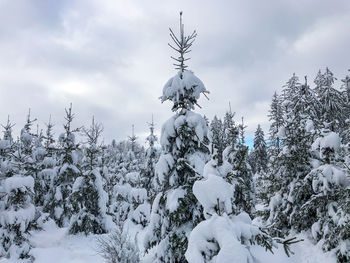 Snow covered trees against sky
