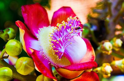 Close-up of pink flower