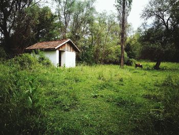 House amidst trees and plants growing on field