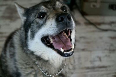 Close-up of dog yawning