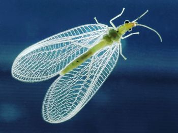 Close-up of insect