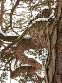 Bare trees against sky