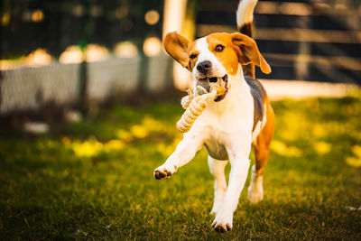 Happy beagle dog in backyard runs and hops jocularly with the toy towards camera. pets in garden.